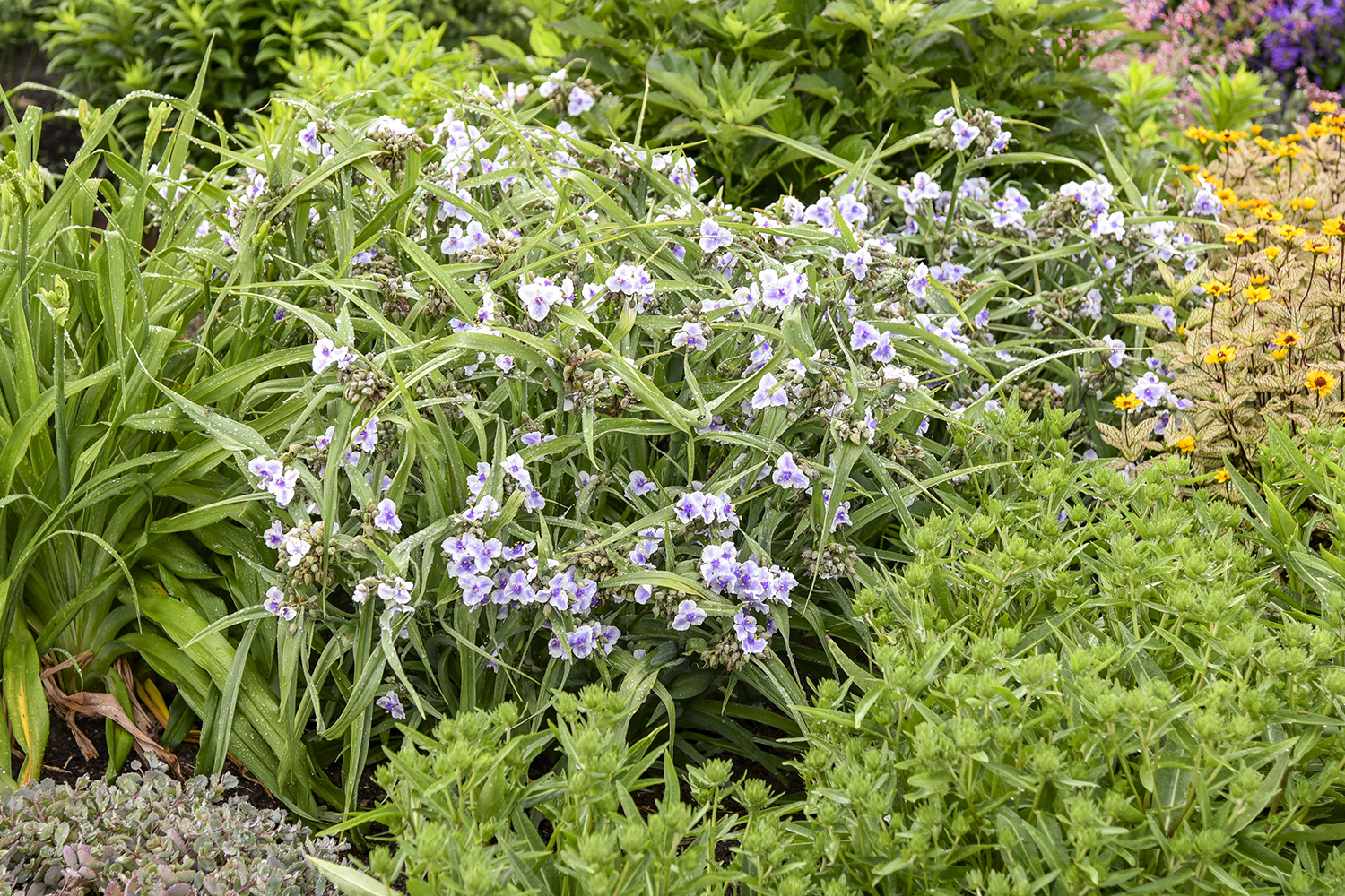 Spiderwort